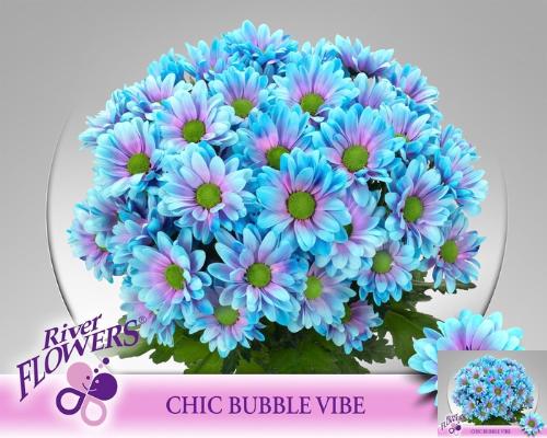 Chrysanthemum (Indicum Grp) tros Chic kleurbehandeld H%
