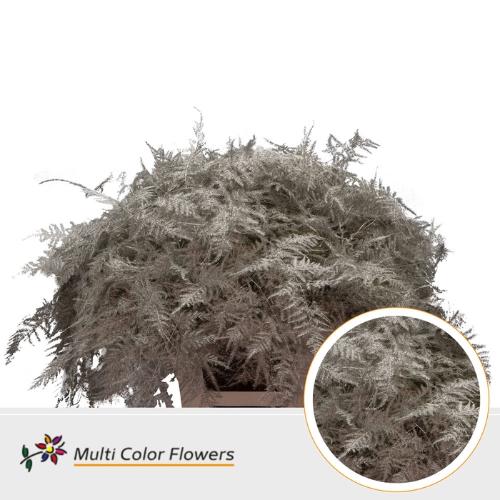 Asparagus overig kleurbehandeld H%