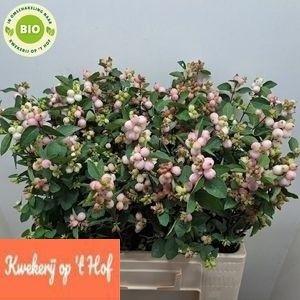 Symphoricarpos Magical Charming Fantasy