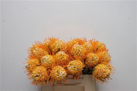 Leucospermum conocarpodendron 'Goldie'