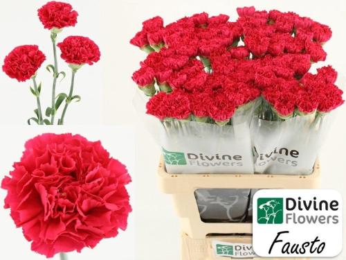 Dianthus standaard Fausto