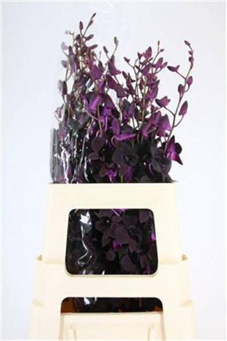 Dendrobium overig
