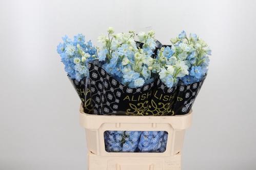 Delphinium Elatum Grp dubbelbloemig 'Dewi Boy'