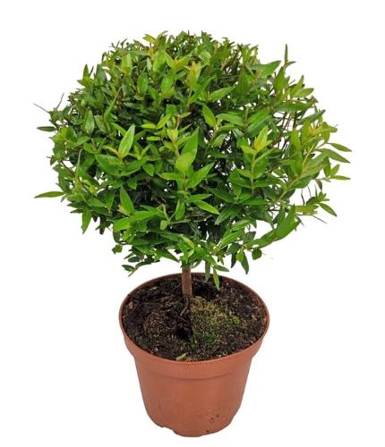 Myrtus communis