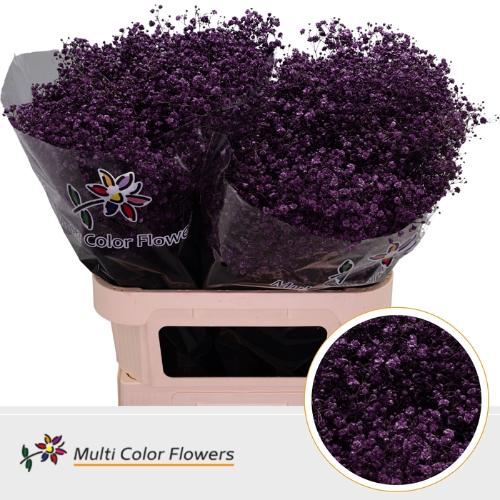 Gypsophila overig kleurbehandeld H%