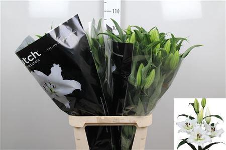 Lilium (OT-hybrids Grp) 'Sempione'