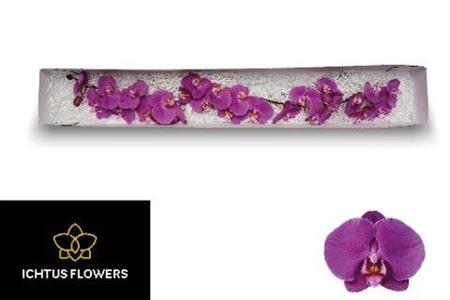 Phalaenopsis per bloem Anthura Buffalo