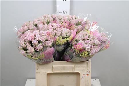 Rosa tros Silver Shadow