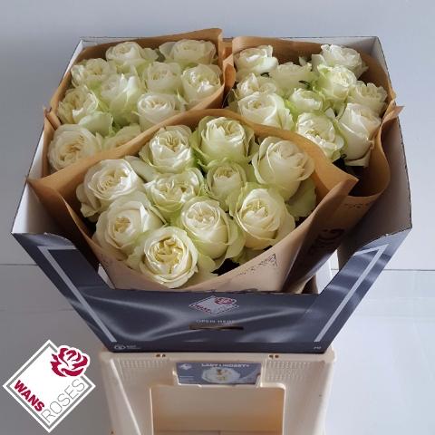 Chrysanthemum Indicum Grp tros kas Twister White
