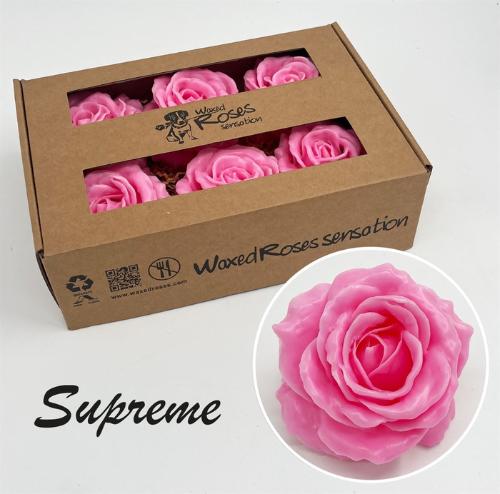 Rosa grootbloemig gewaxt H%