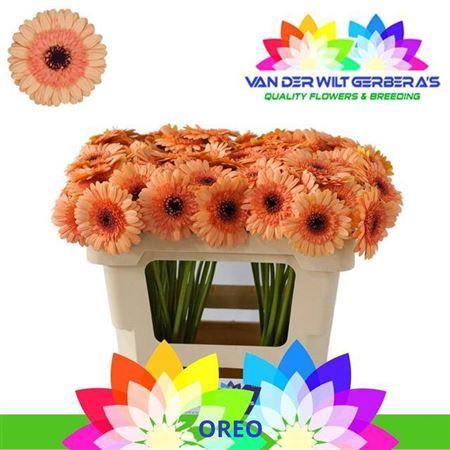 Gerbera mini Oreo
