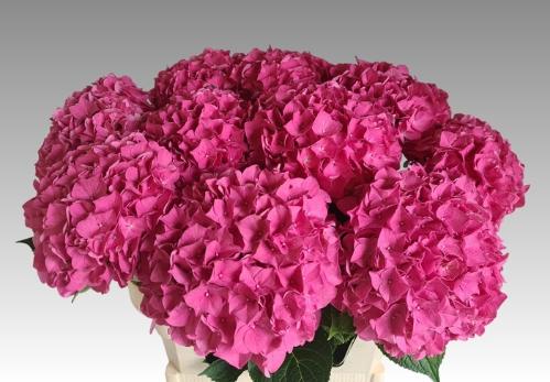 Hydrangea macrophylla 'Rodeo' (rood)