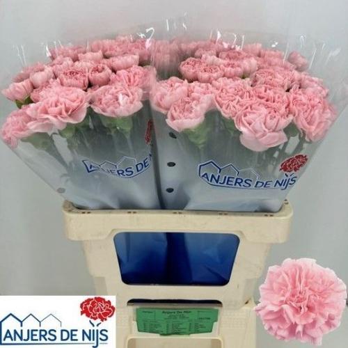Dianthus standaard Pink Montezuma