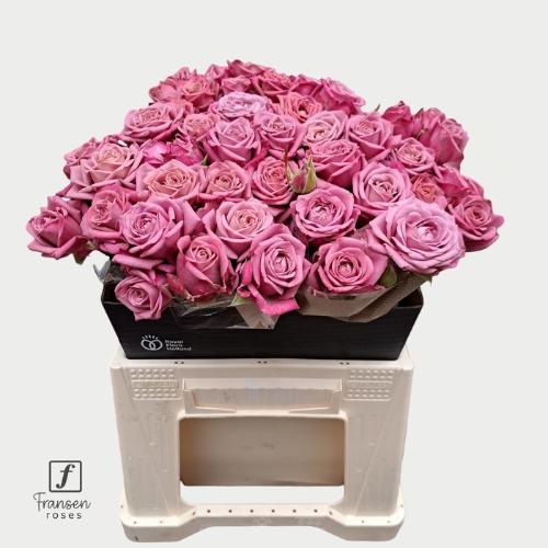 Rosa tros Purple Queen