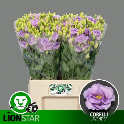 Eustoma russellianum gevuldbloemig 'Corelli Lavender'
