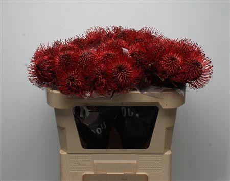 Leucospermum 'Naomi' kleurbehandeld H%