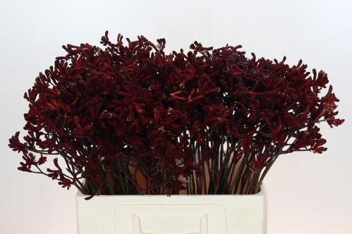 Anigozanthos flavidus 'Bush Ruby'