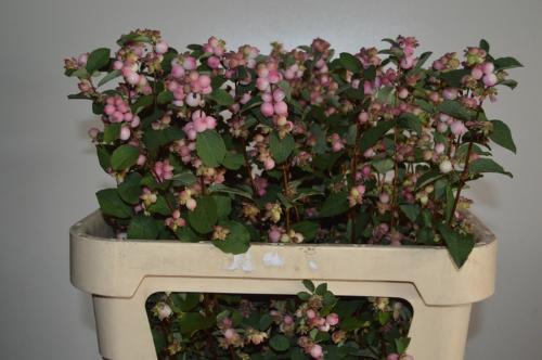 Symphoricarpos Magical Charming Fantasy