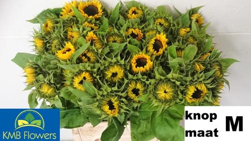 Helianthus annuus 'Sunrich Orange'