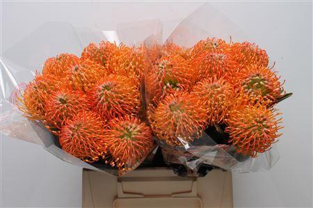 Leucospermum lineare Ayoba Peach