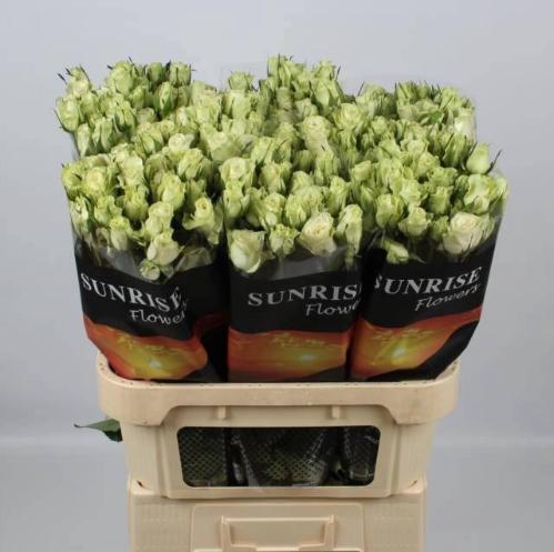 Rosa tros Polar Sensation+