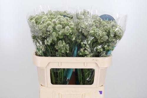 Astrantia major Billion Stars XL