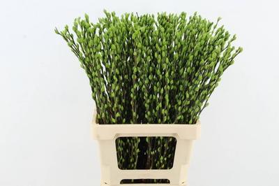 Salix kleurbehandeld H%