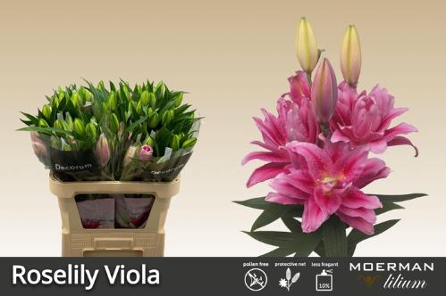 Lilium Oriental dubbel Grp Roselily Viola
