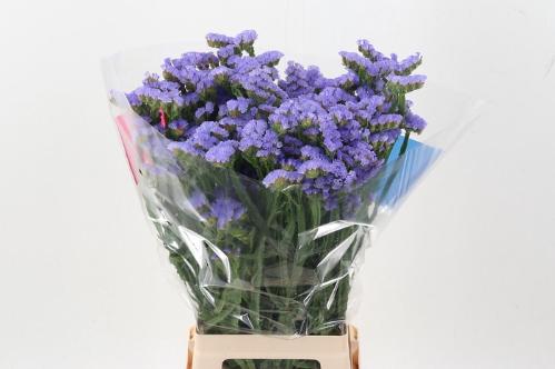 Limonium sinuatum Sky Wings