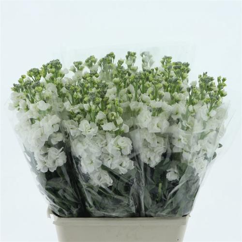 Matthiola incana 'Iron White'