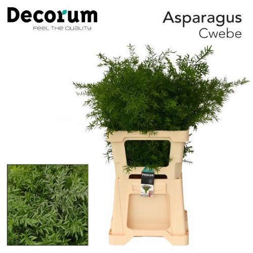 Asparagus densiflorus 'Cwebe'
