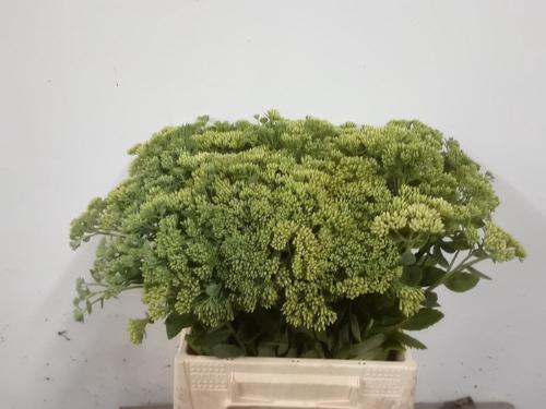 Sedum spectabile