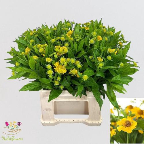 Helenium 'Kanaria'