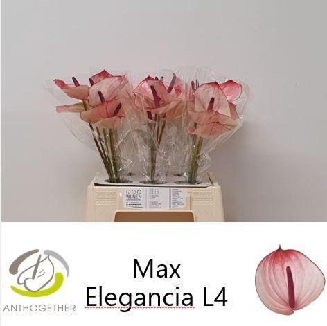 Anthurium Andreanum Grp Maxima Elegancia