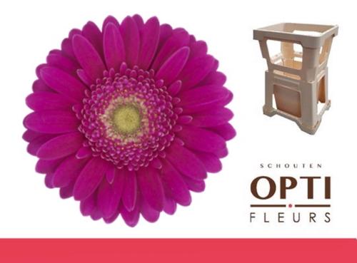 Gerbera mini 'Airplay'