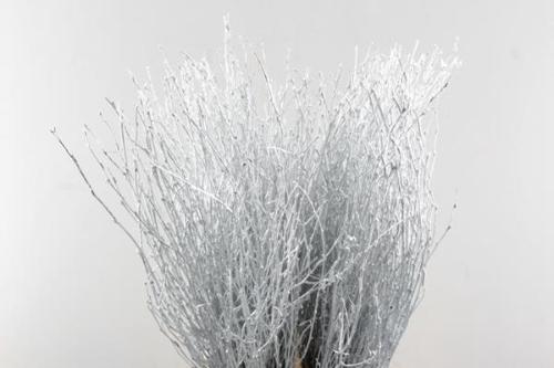 Betula kleurbehandeld H%