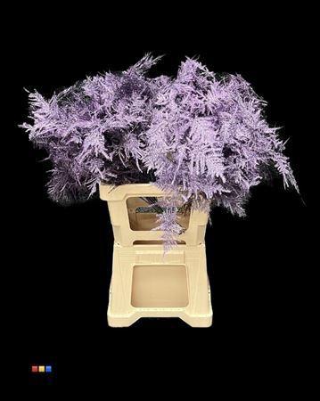 Asparagus overig kleurbehandeld H%