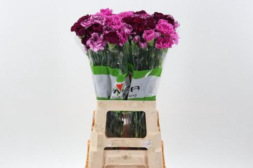 Dianthus standaard gemengd in bos