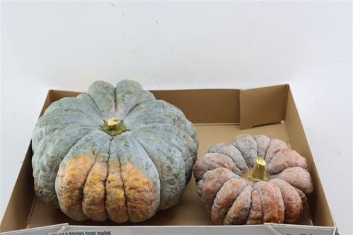 Cucurbita pepo