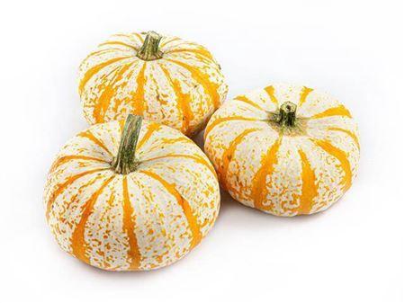 Cucurbita pepo