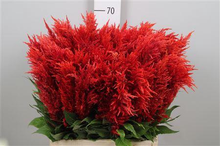 Celosia Plumosa Grp 'Century Fire'