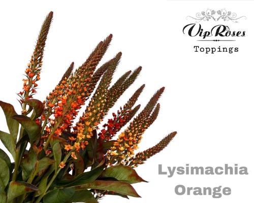 Lysimachia 'Elisabeth'