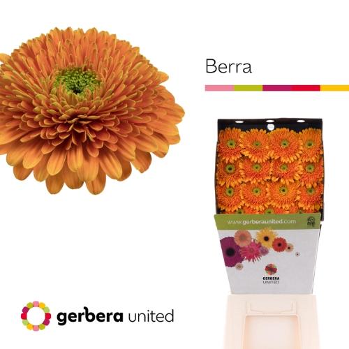 Gerbera grootbloemig bolvormig Berra+