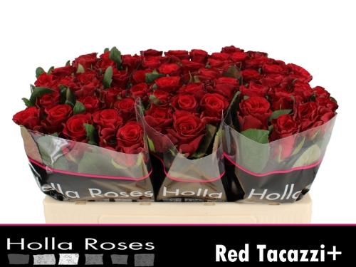 Rosa grootbloemig Red Tacazzi+