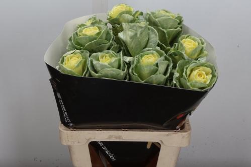 Brassica oleracea kleurbehandeld H%