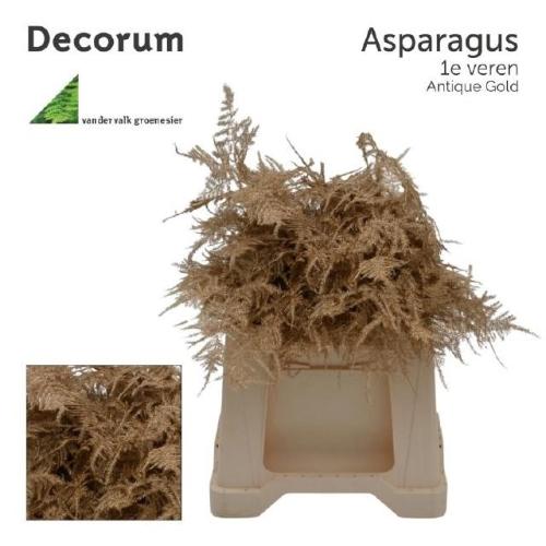 Asparagus overig kleurbehandeld H%