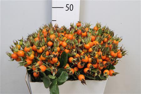 Rosa Pumpkin (rozenbottel)