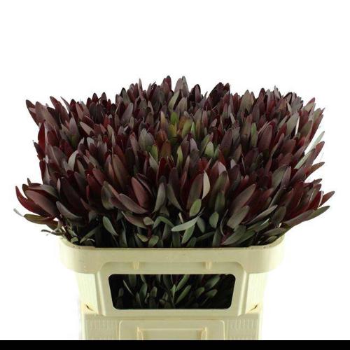 Leucadendron 'Safari Sunset'