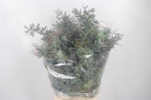 Acacia baileyana bloeiend per bos 'Purpurea'