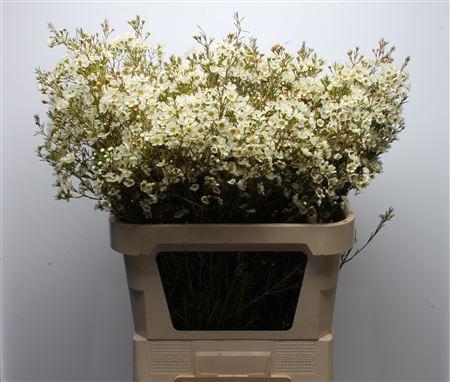 Chamelaucium 'Ivory Pearl'